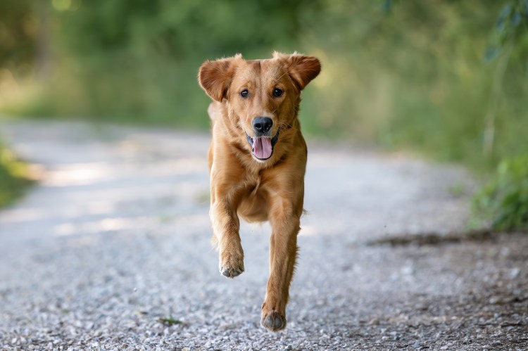 Phinegean Tochter Lucky Golden Star Briska im Juni 2023