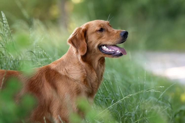 Lucky Golden Star Briska im Juni 2023