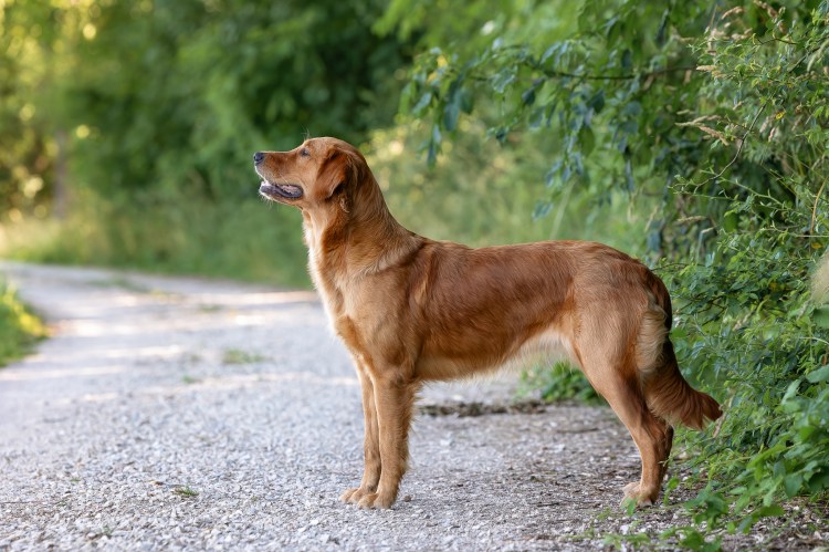 Phinegean Tochter Lucky Golden Star Briska im Juni 2023