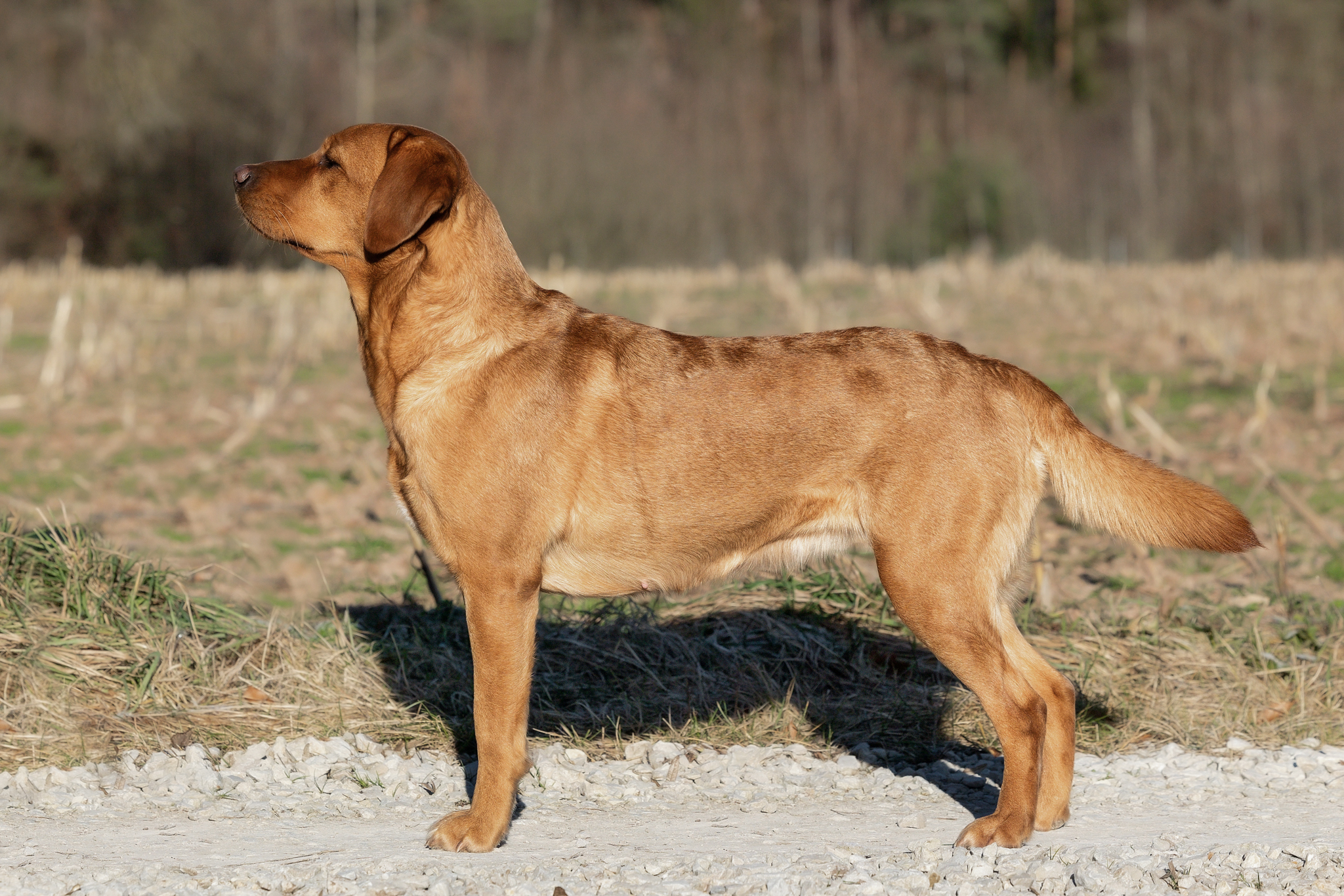 Akina vom Heuwiesenhof