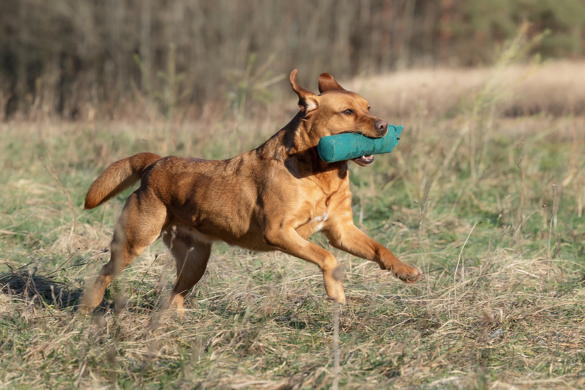 Akina vom Heuwiesenhof