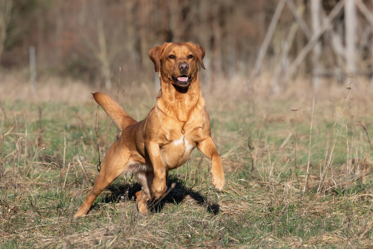 Der Flying Huntsman Labrador E-Wurf nimmt Fahrt&nbsp;auf