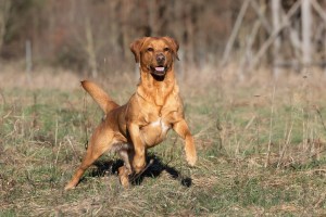 Akina vom Heuwiesenhof