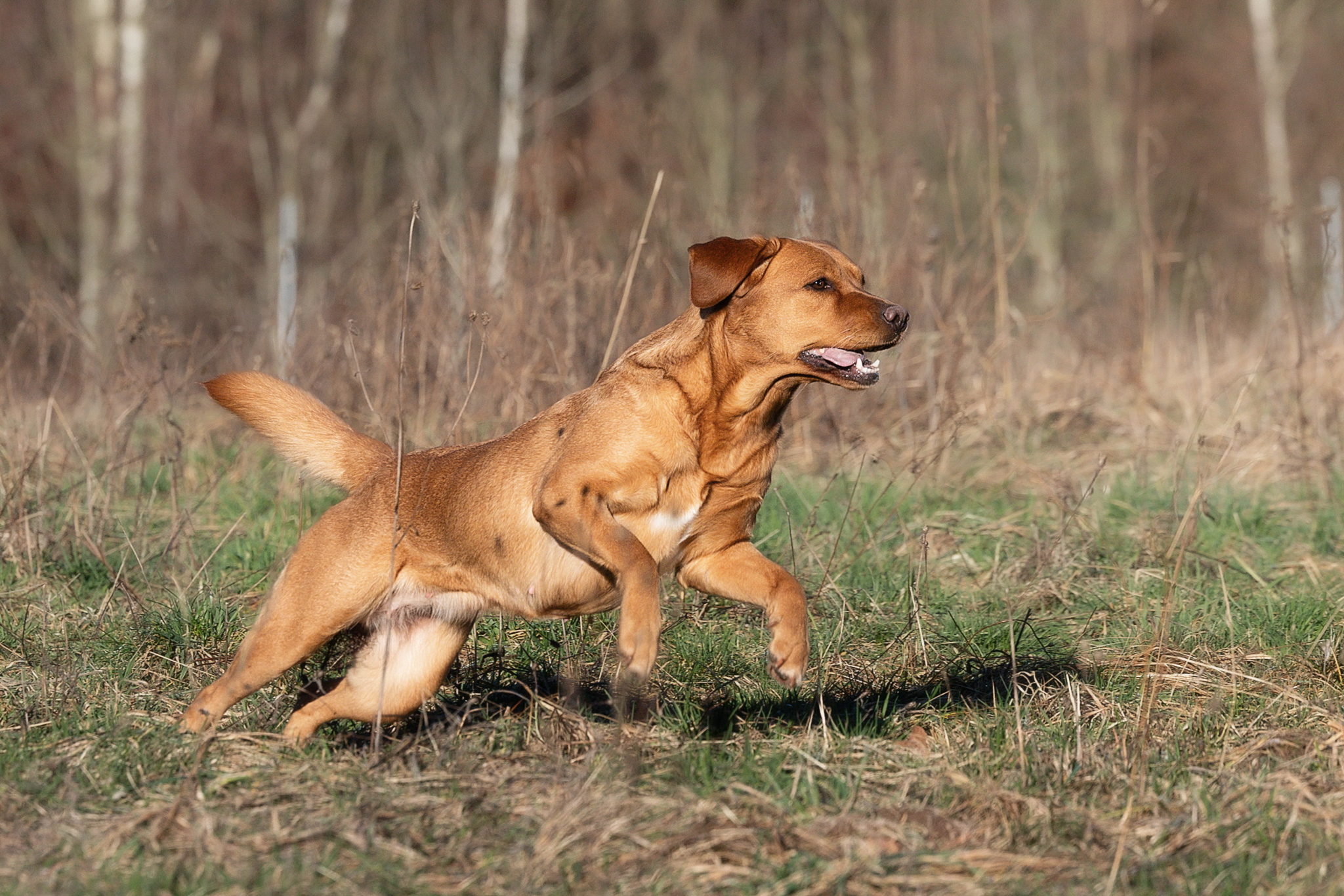 Akina vom Heuwiesenhof