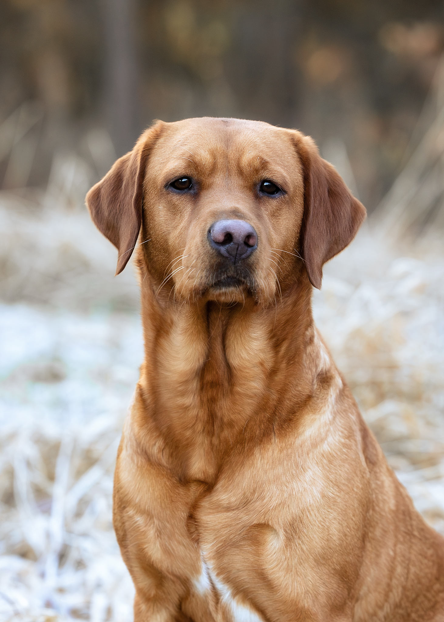 Akina vom Heuwiesenhof