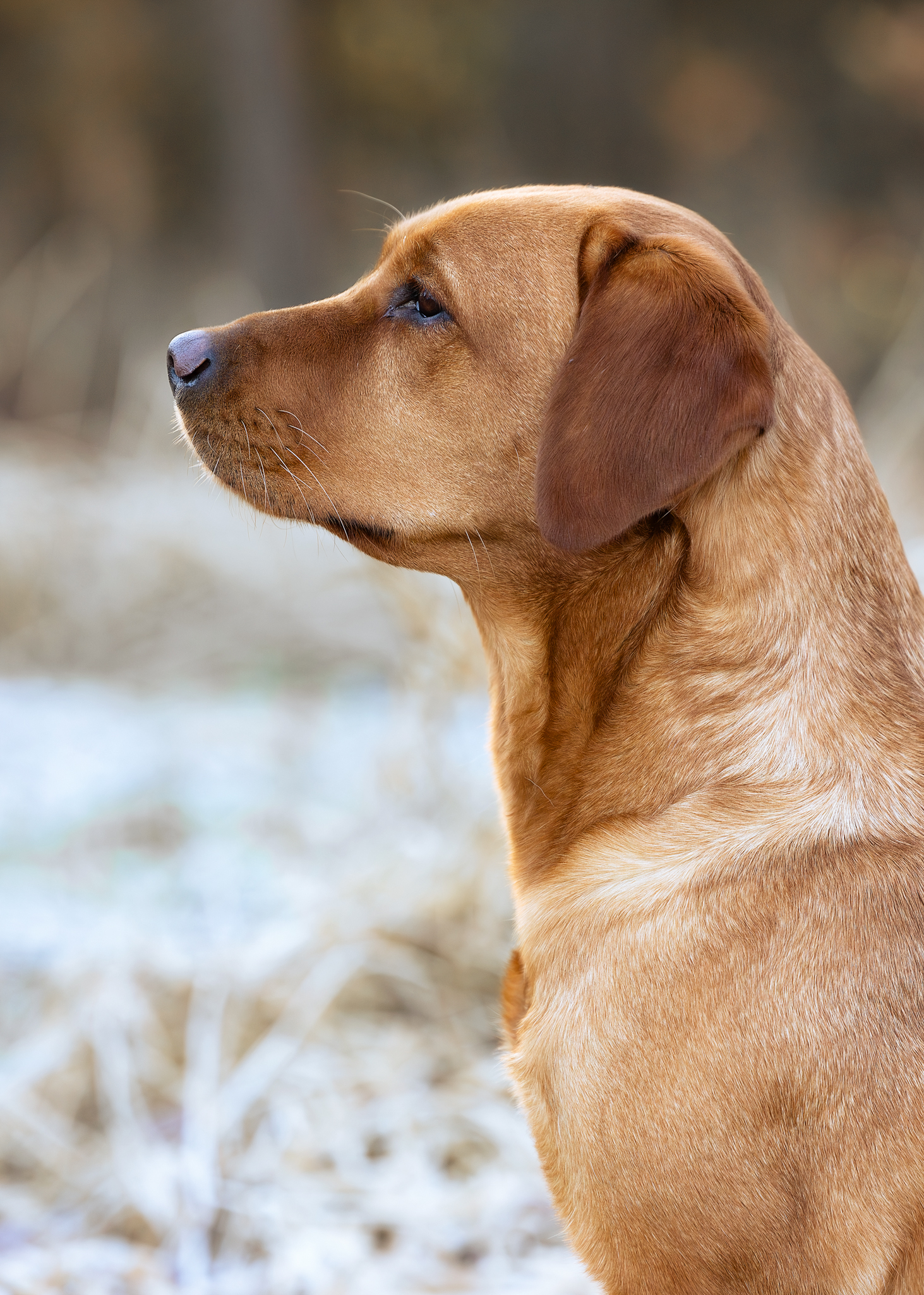 Akina vom Heuwiesenhof