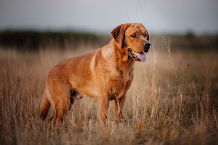 Yabba Dabba Doo od Himalájského cedru "Nacho"