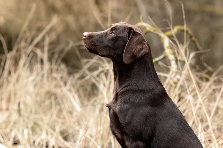 Flying Huntsman Der Seppl