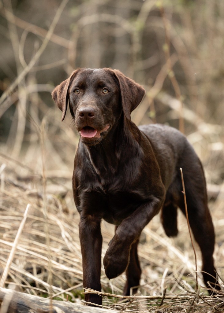 Flying Huntsman Der Seppl