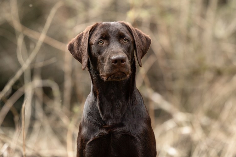 Flying Huntsman Der Seppl