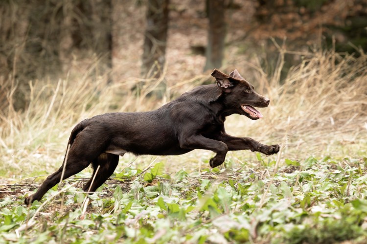 Flying Huntsman Der Seppl