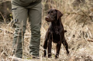 Flying Huntsman Der Seppl