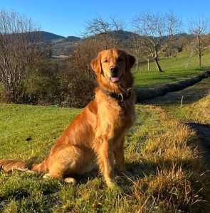 Phinegean Sohn Lucky Golden Star Buddha