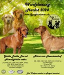 Labrador E-Wurf Akina Nacho