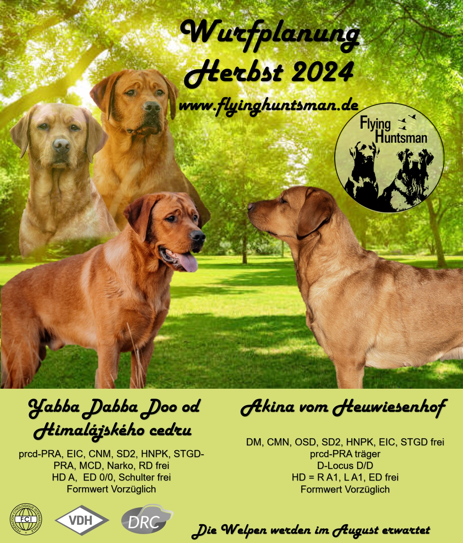 Labrador E-Wurf Akina Nacho