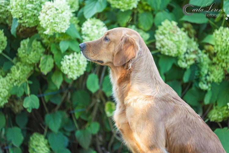 Lucky Golden Star Briska