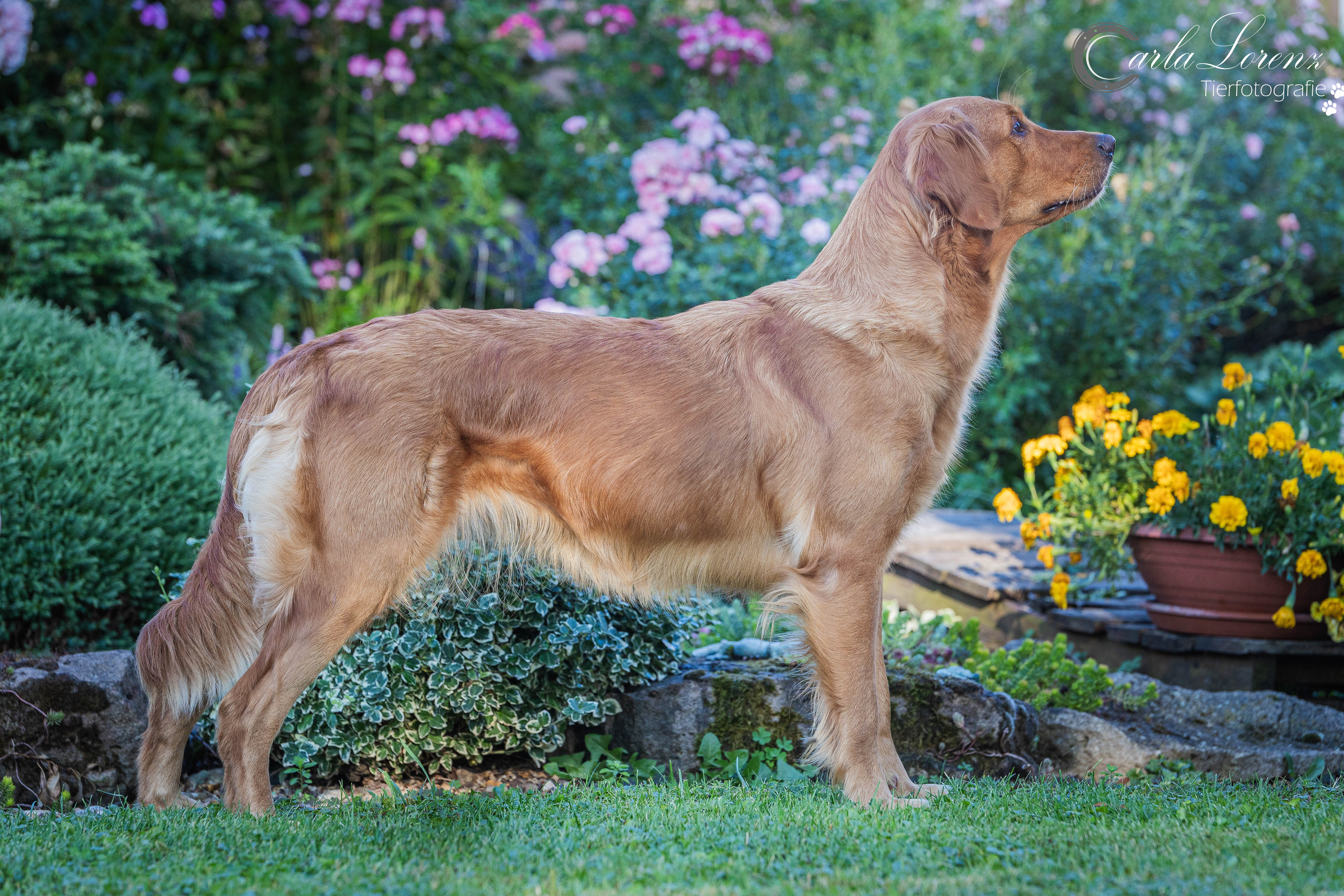 Lucky Golden Star Briska