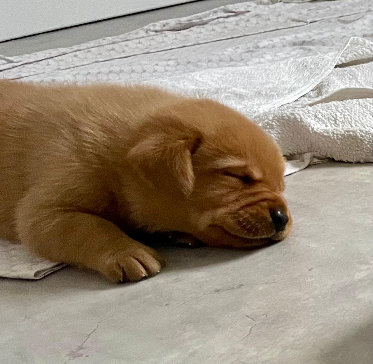 FH Labrador E-Wurf ist drei Wochen alt