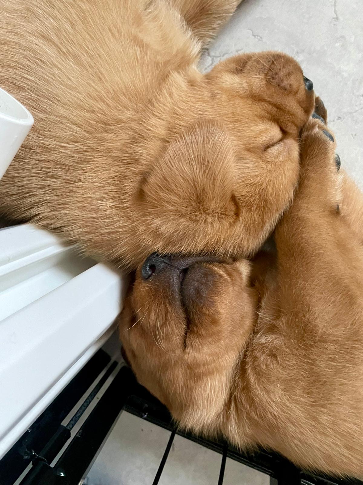 FH Labrador E-Wurf ist drei Wochen alt