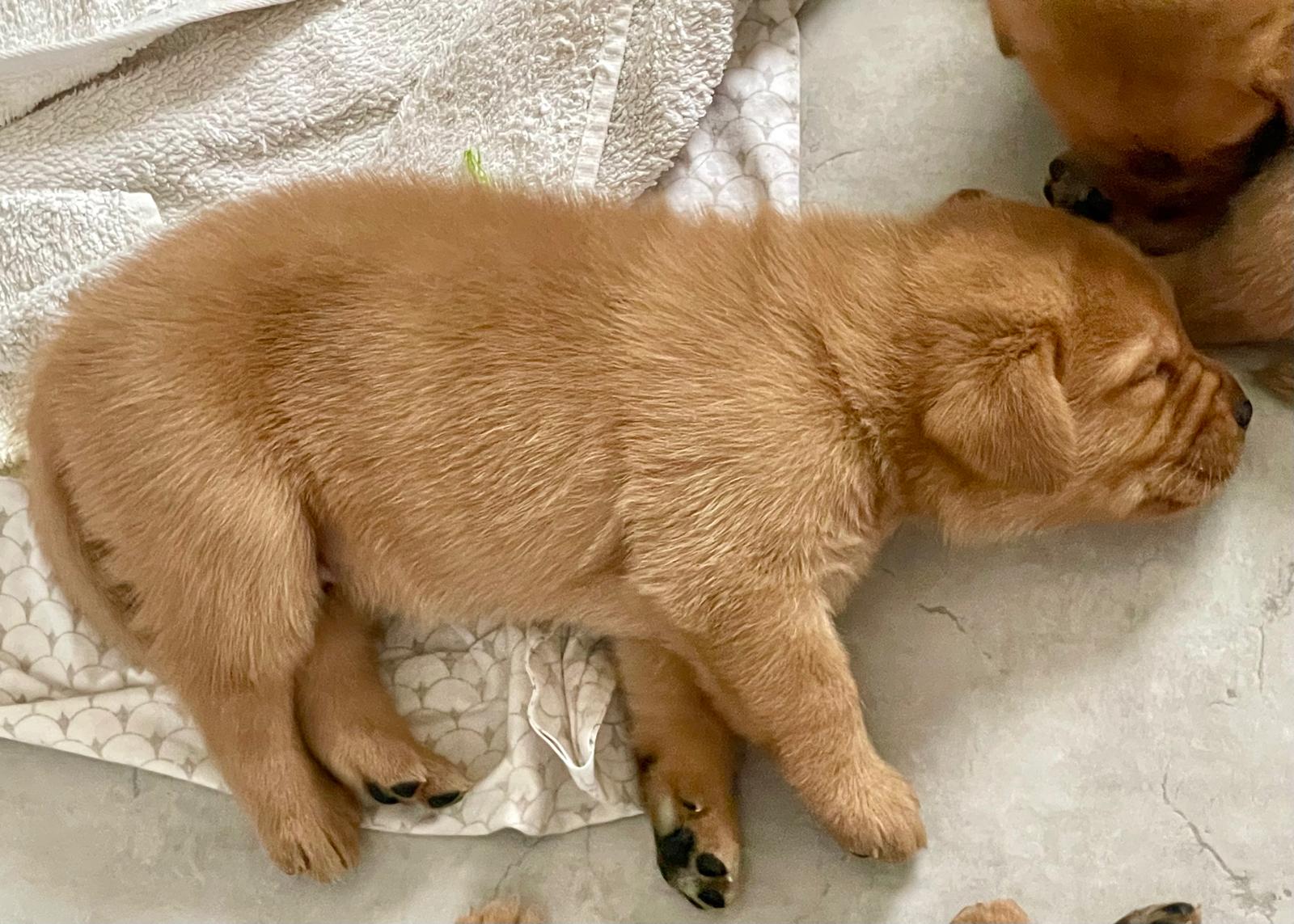 FH Labrador E-Wurf ist drei Wochen alt