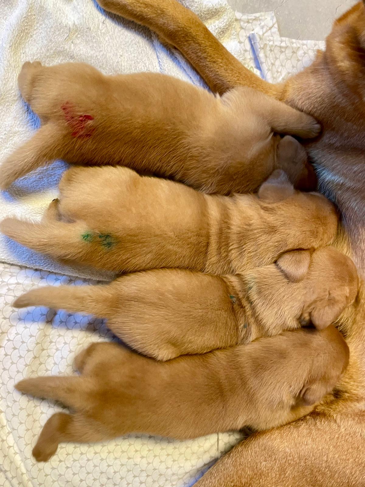 FH Labrador E-Wurf ist drei Wochen alt