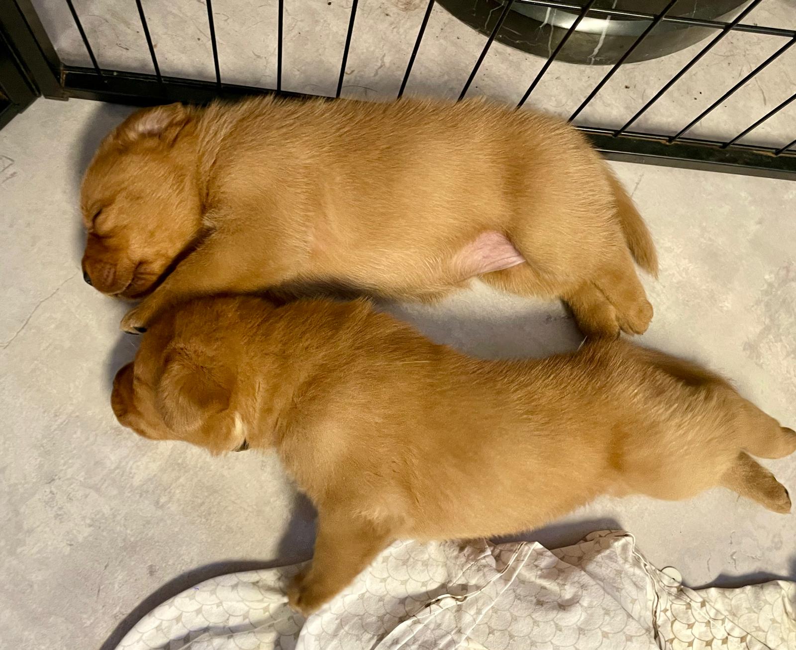 FH Labrador E-Wurf ist drei Wochen alt