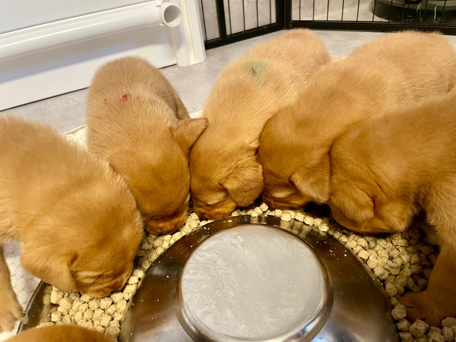 FH Labrador E-Wurf ist drei Wochen alt