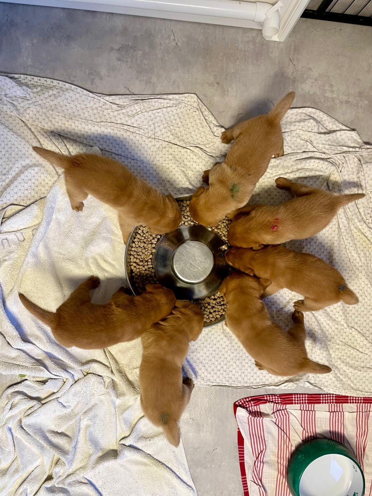 FH Labrador E-Wurf ist drei Wochen alt