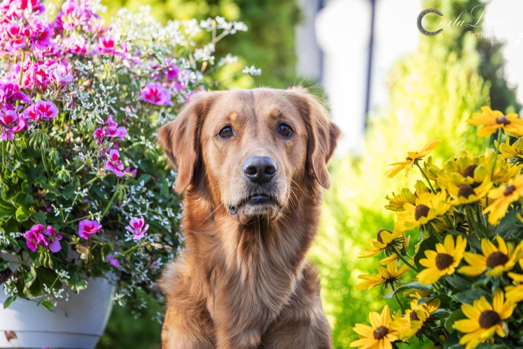 Lucky Golden Star Briska