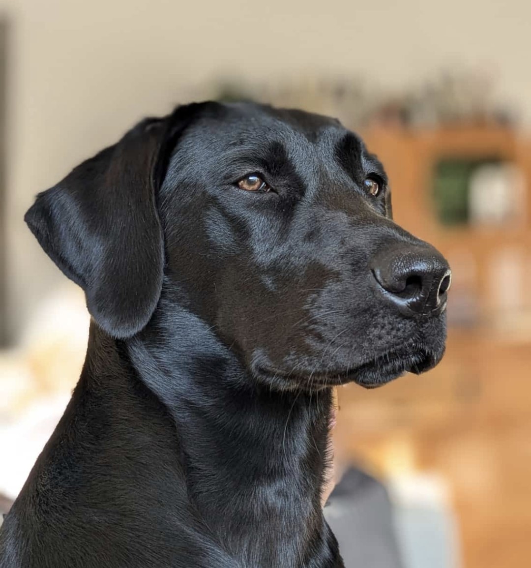 FH Dina besteht die JAS