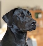 FH Dina besteht die JAS