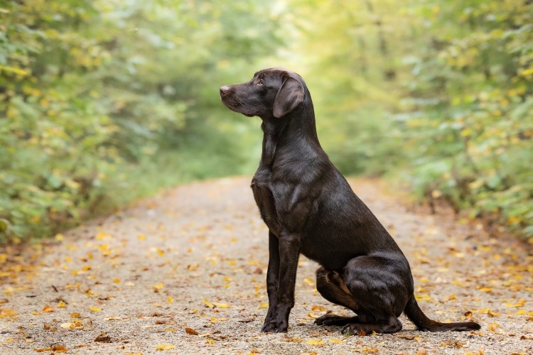 Flying Huntsman Der Seppl