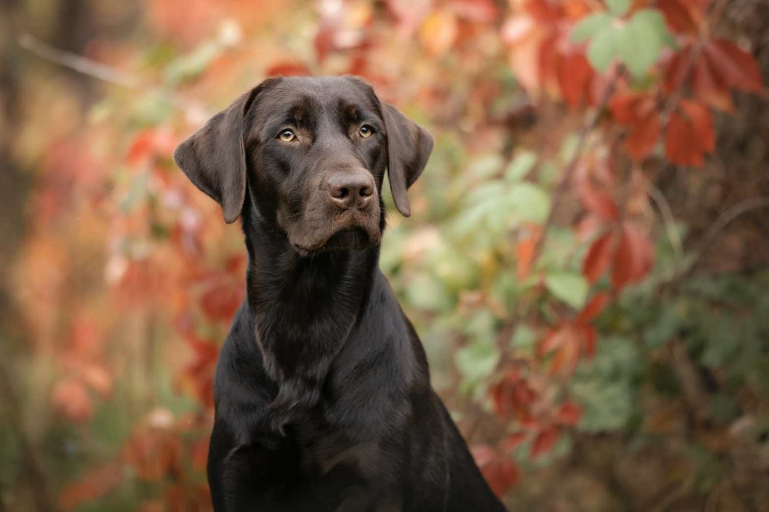 Flying Huntsman Der Seppl Unser „Herzenshund“ aus dem D-Wurf. Seppl besticht durch Eleganz, Intelligenz und ein feines Gespür für Menschen – nun auch mit besten gesundheitlichen Voraussetzungen für die Zucht.