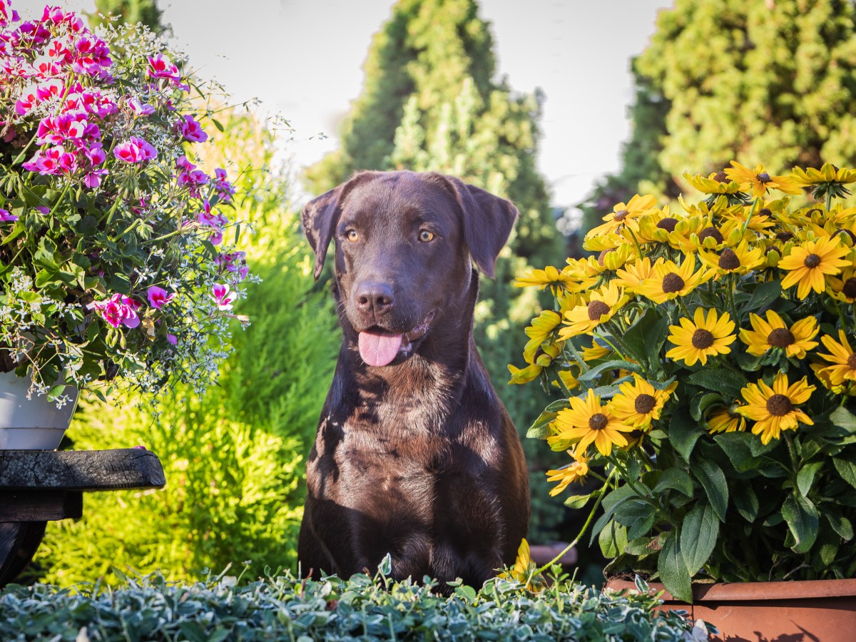 Der Lightning Huntsman A-Wurf nimmt Fahrt&nbsp;auf