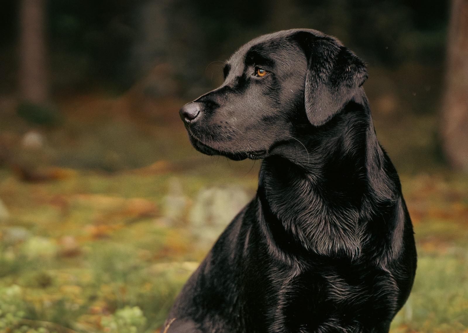 Flying Huntsman Be my Ike