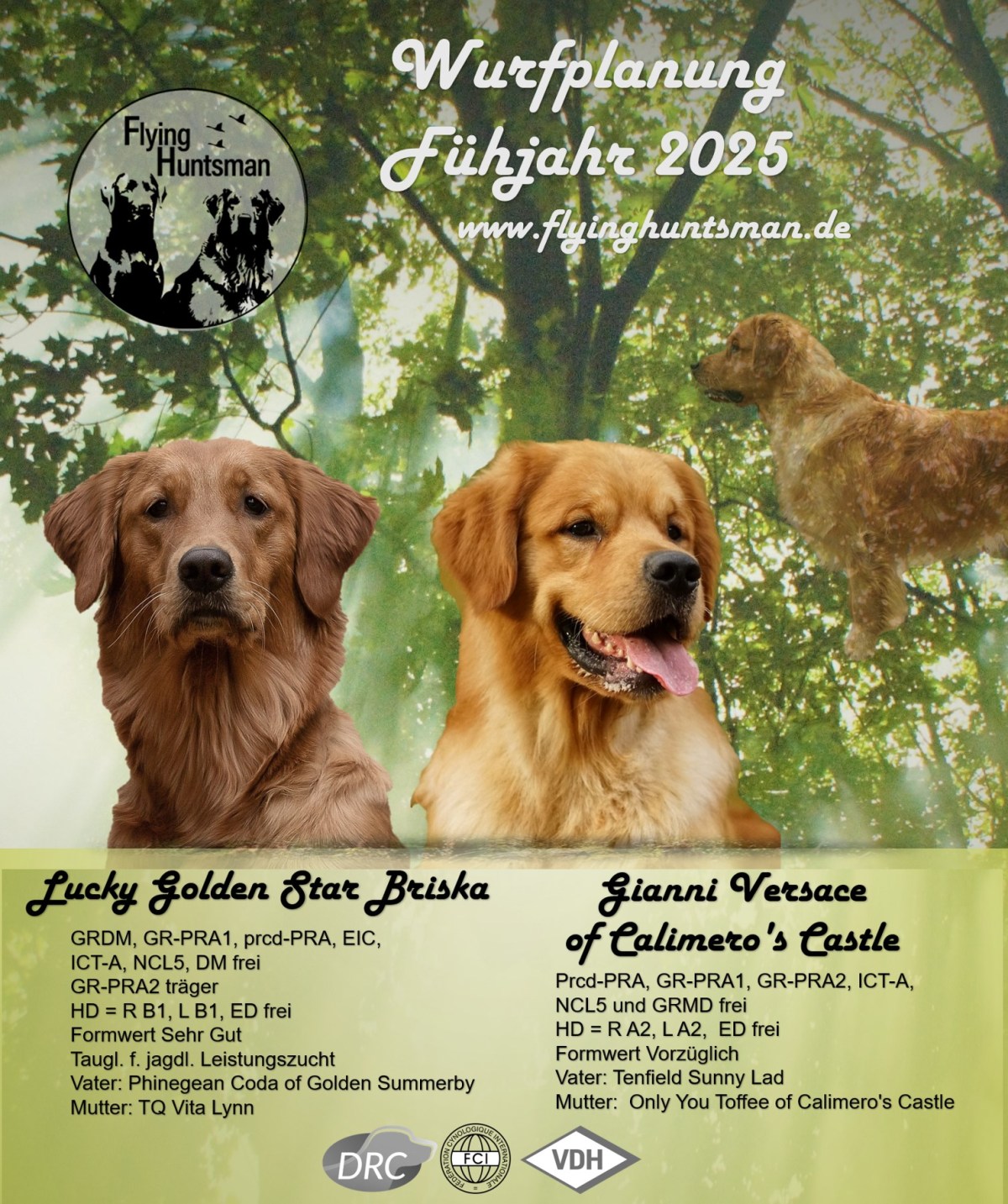 Unser erster Golden Wurf nimmt Fahrt auf – Briska ist&nbsp;tragend