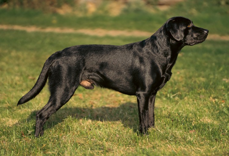 Flying Huntsman Be my Ike