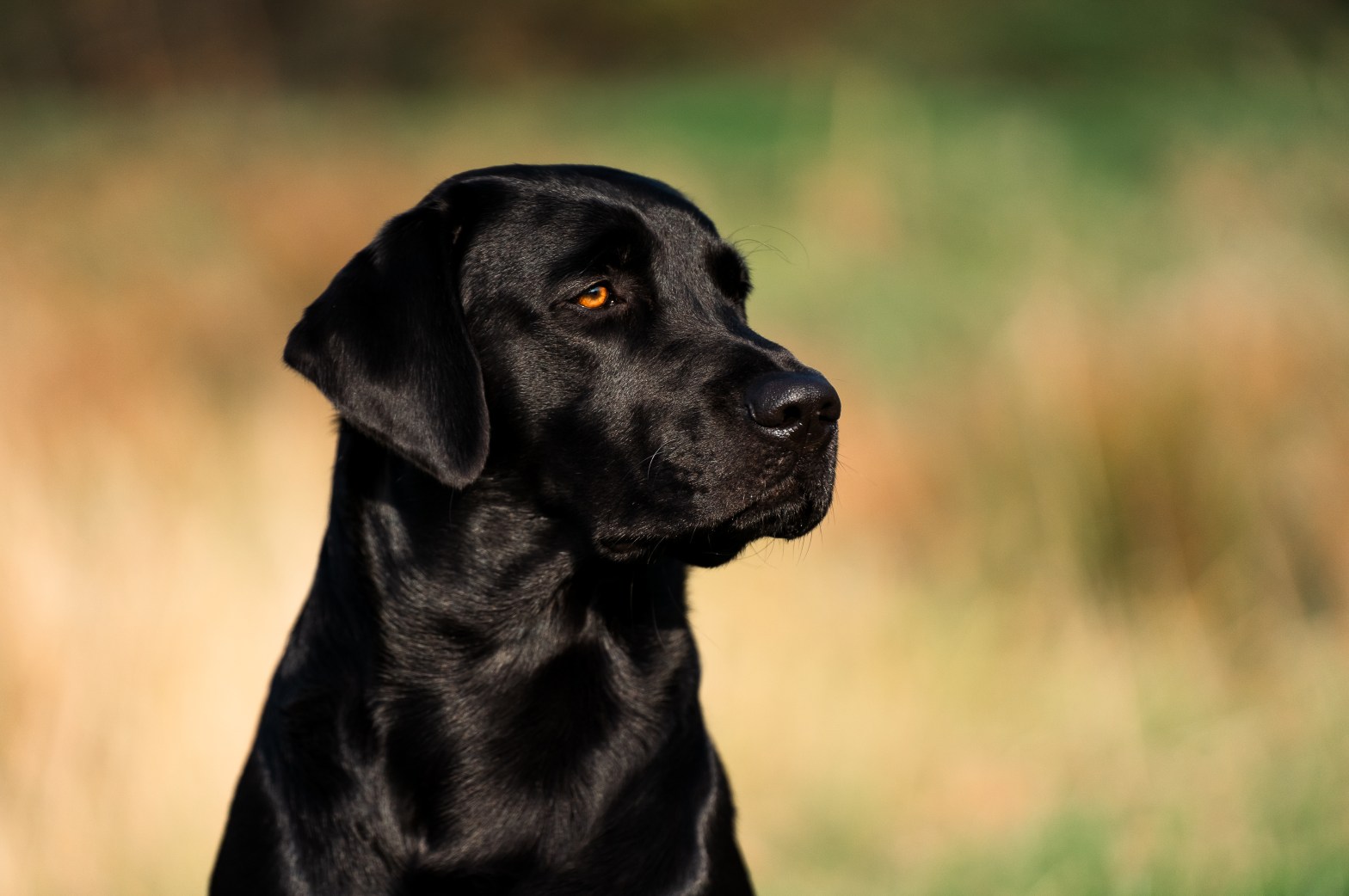 Flying Huntsman Be my Ike Temperamentvoll, freundlich und arbeitsfreudig – Ike ist ein echter Allrounder mit Herz und Verstand. Dass auch er genetisch frei getestet wurde, macht uns besonders glücklich.