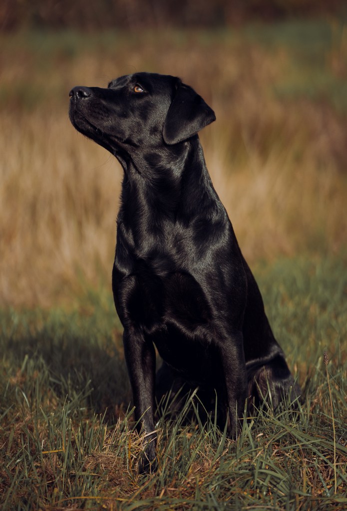 Flying Huntsman Be my Ike