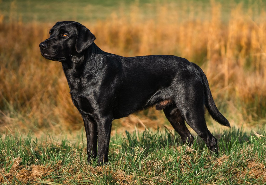 Flying Huntsman Be my Ike