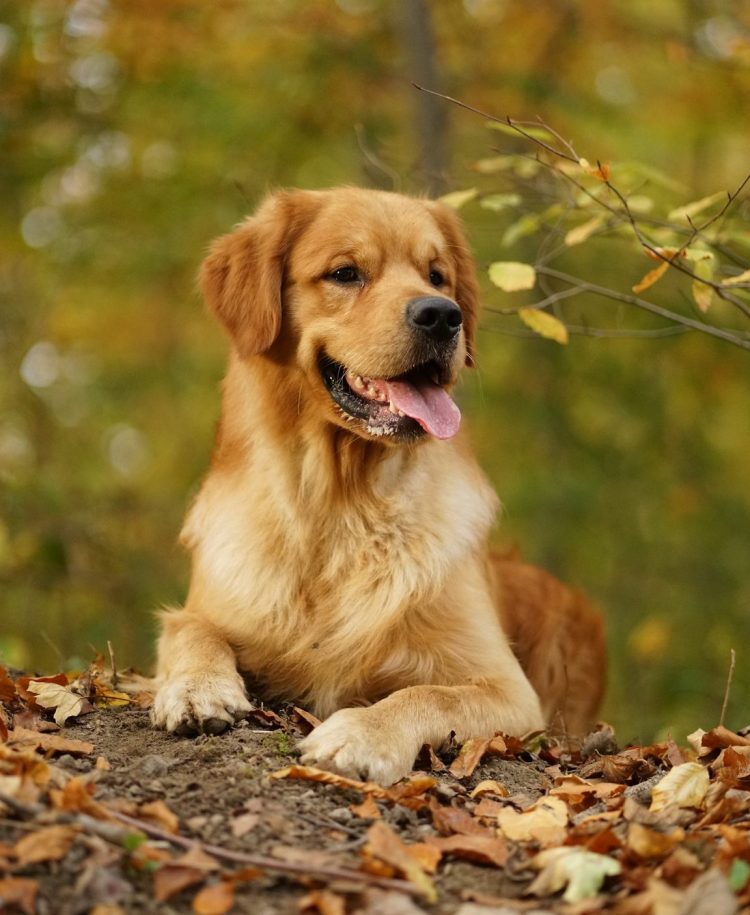 Gianni Versace of Calimero's Castle