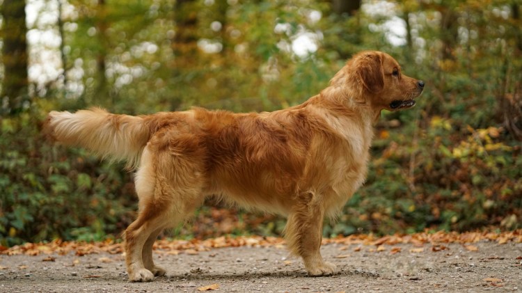 Gianni Versace of Calimero's Castle