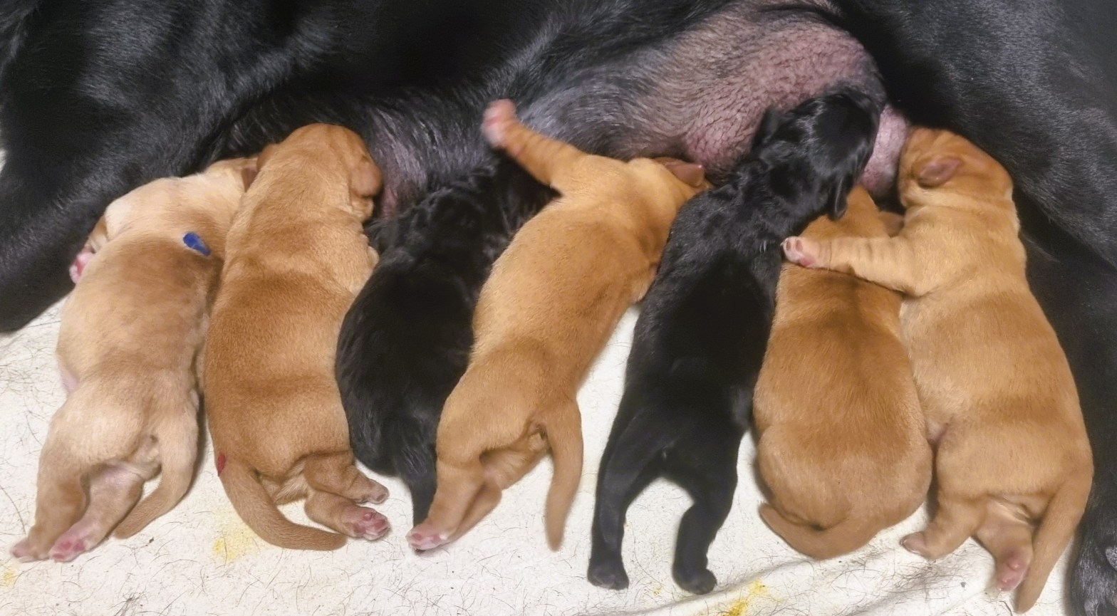 Flying Huntsman Labrador F-Wurf