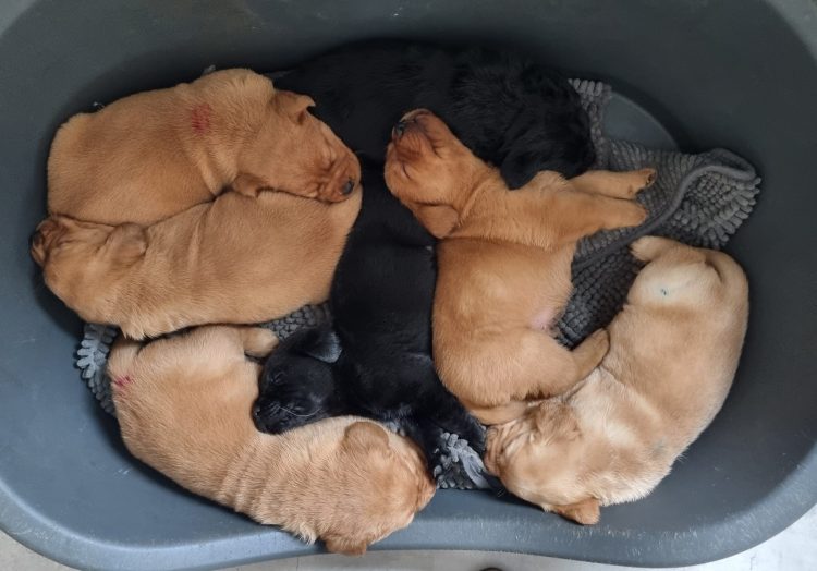 Maja Welpen am 15.04.2025