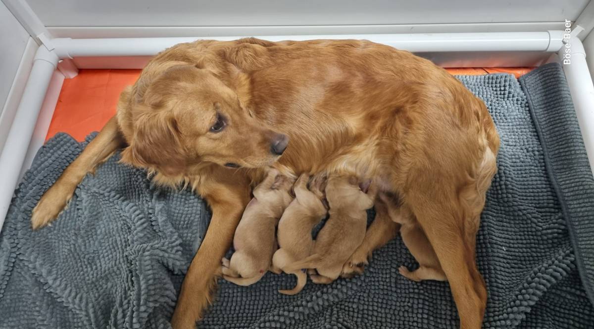 Unser erster Golden Wurf ist&nbsp;geboren