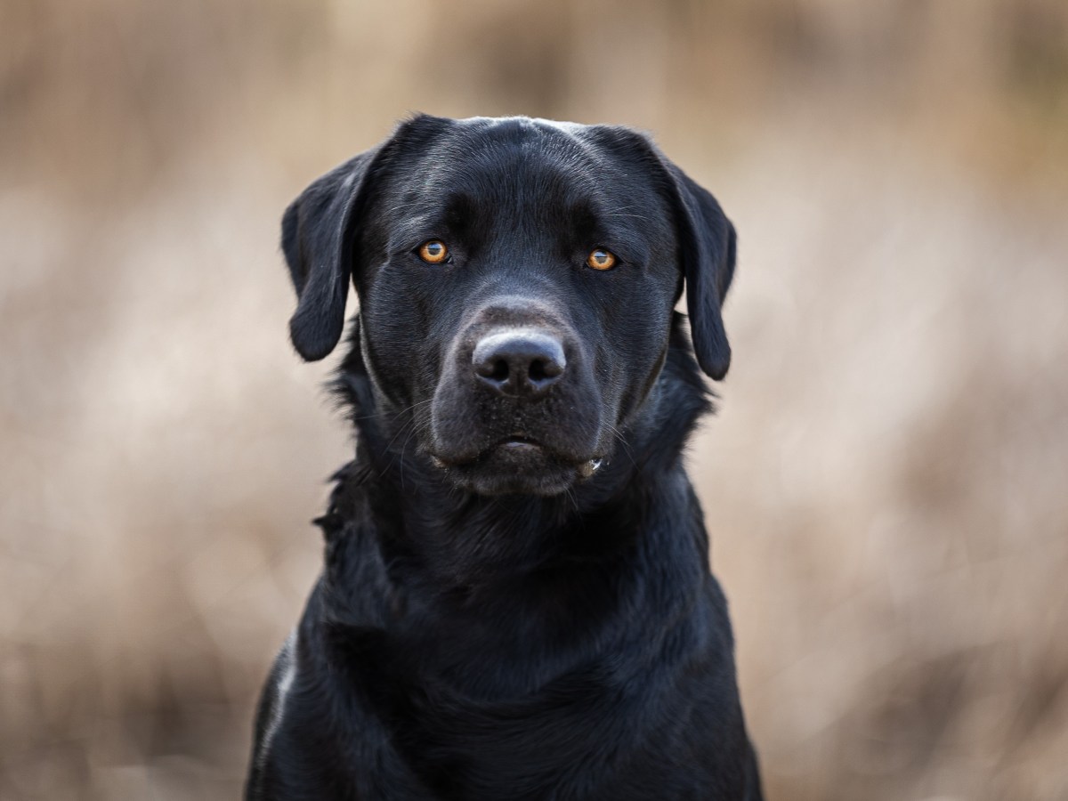 Flying Huntsman Baze wird&nbsp;Papa