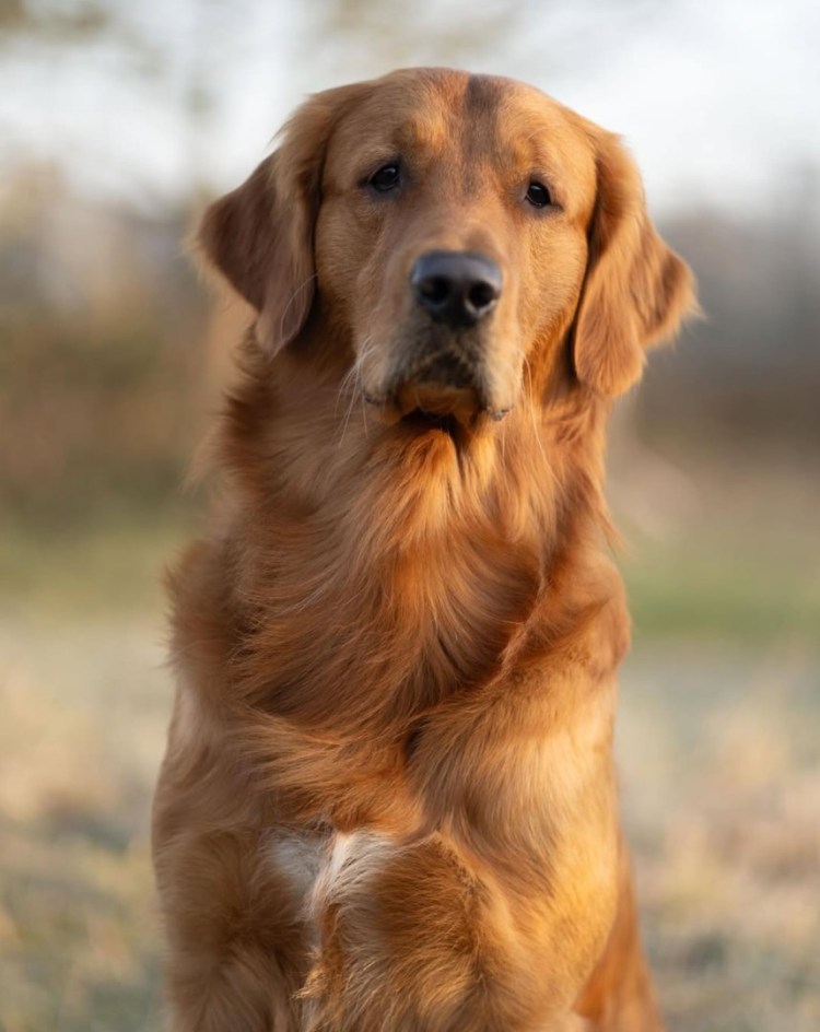 Mira et fida anima Efferus Elvis