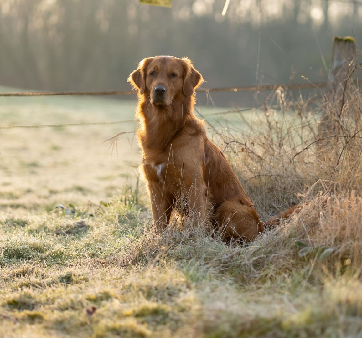 Mira et fida anima Efferus Elvis