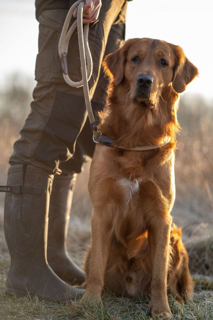 Mira et fida anima Efferus Elvis