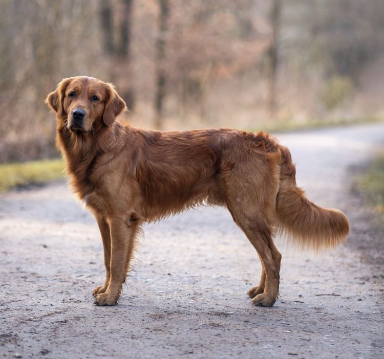 Mira et fida anima Efferus Elvis